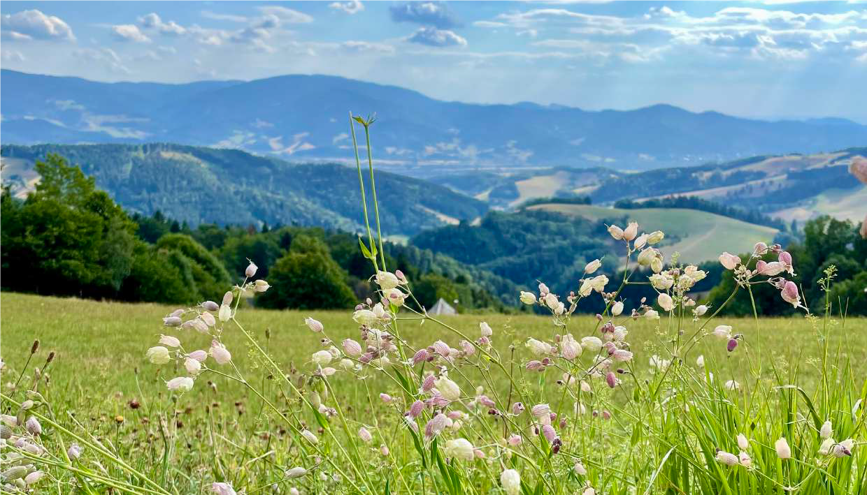 Schreiben & Wandern im Schwarzwald